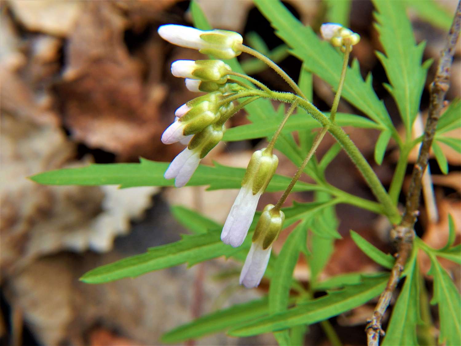 Schnittblättrige Zahnwurz (Cardamine concatenata)