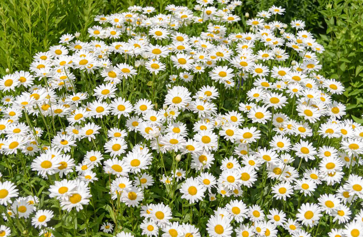 Ochsenaugenblüten mit weißen, strahlenden Blütenblättern mit gelben Zentren im Sonnenlicht