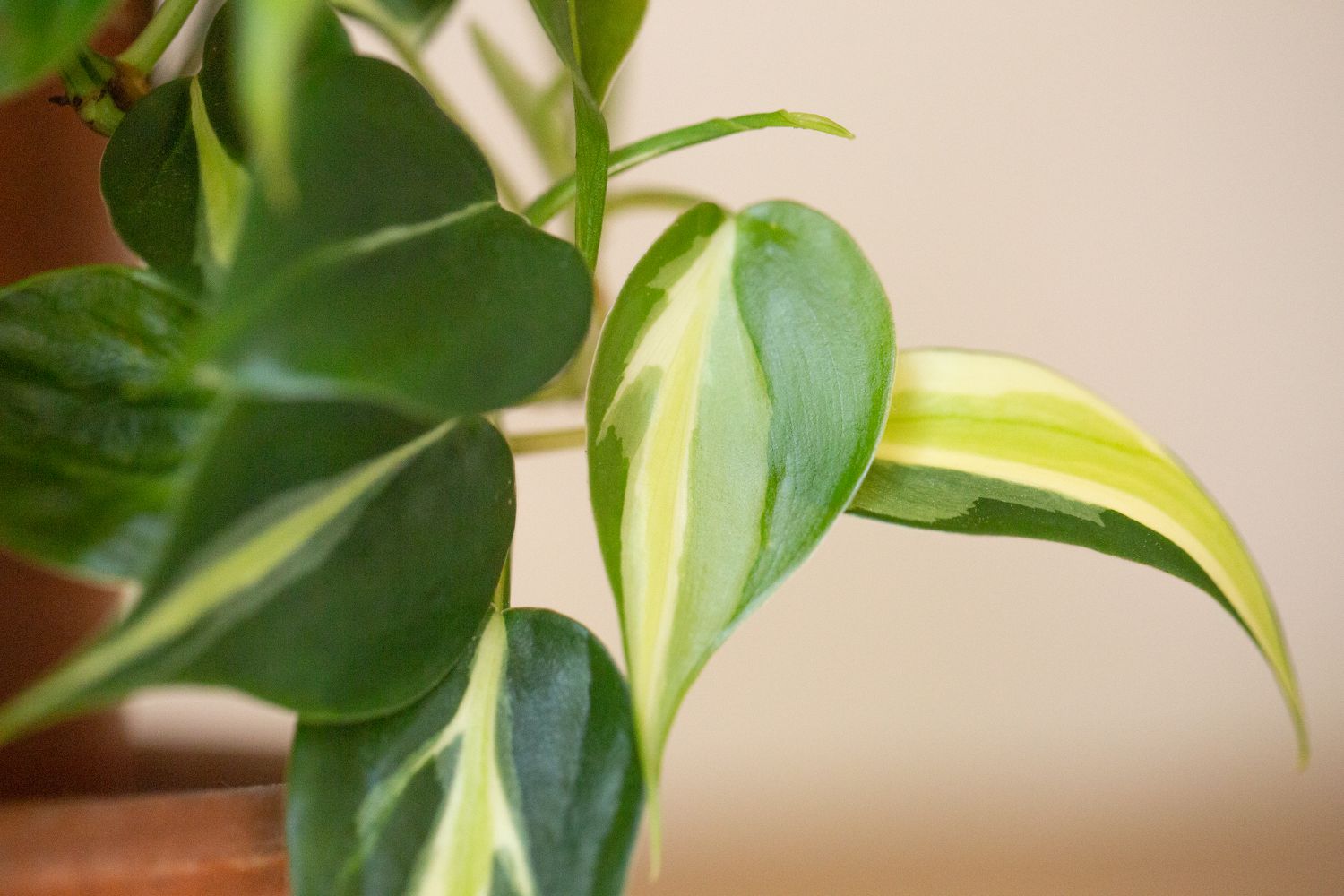 Nahaufnahme der gestreiften Panaschierung auf einer Philodendron rio Pflanze