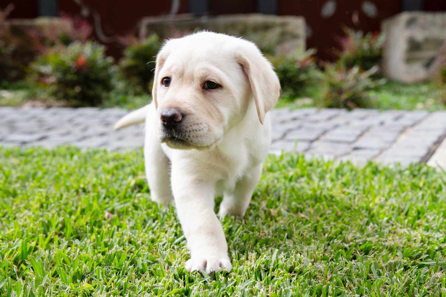 Weißer Labradorwelpe auf gemähtem Rasen neben Kopfsteinpflasterweg