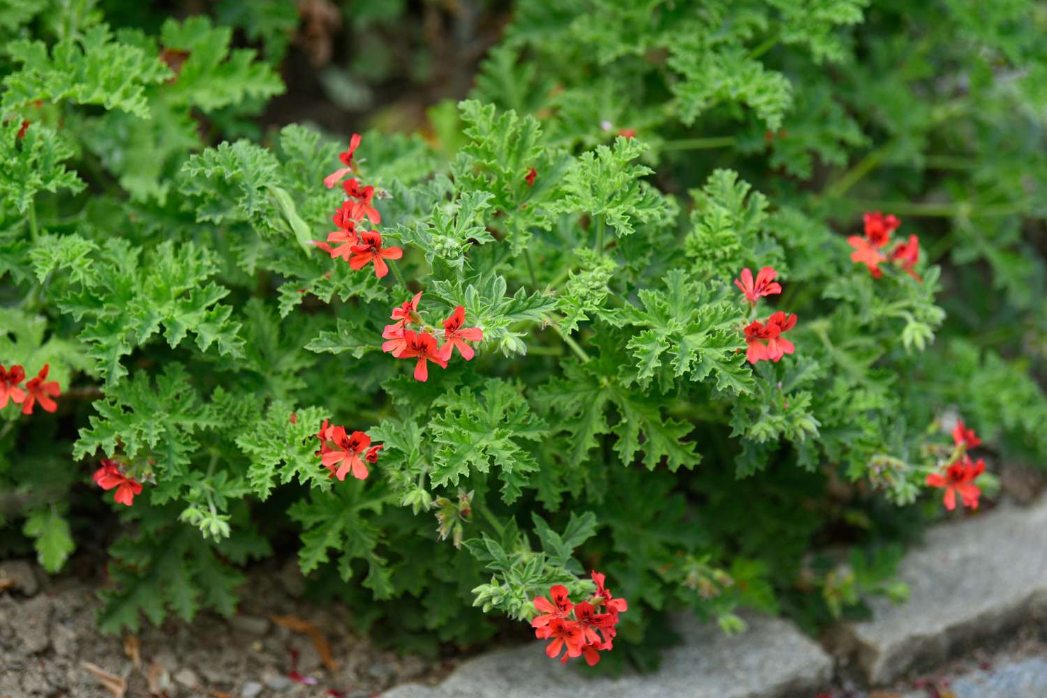 Cómo cultivar y cuidar geranios de hoja perfumada