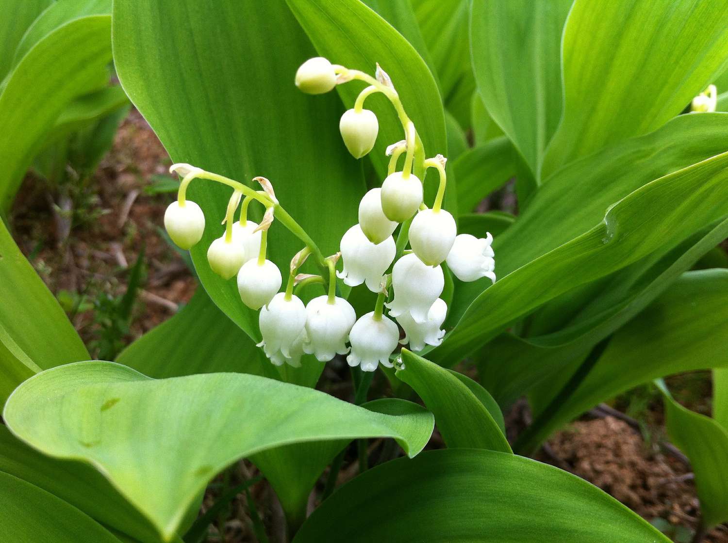 Plante de muguet