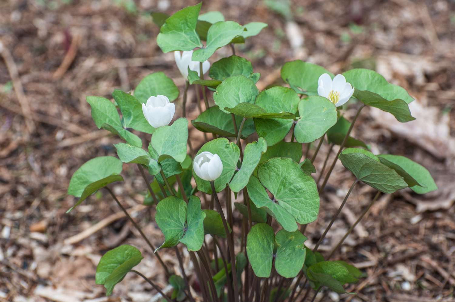 Twinleaf (Jeffersonia diphylla)