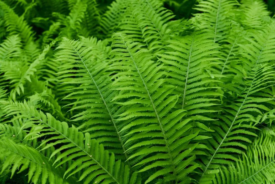 Dixie wood fern close up outdoors