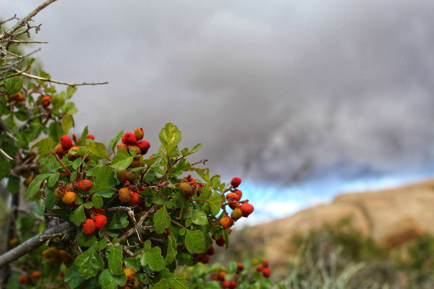 Comment cultiver et prendre soin du Sumac parfumé