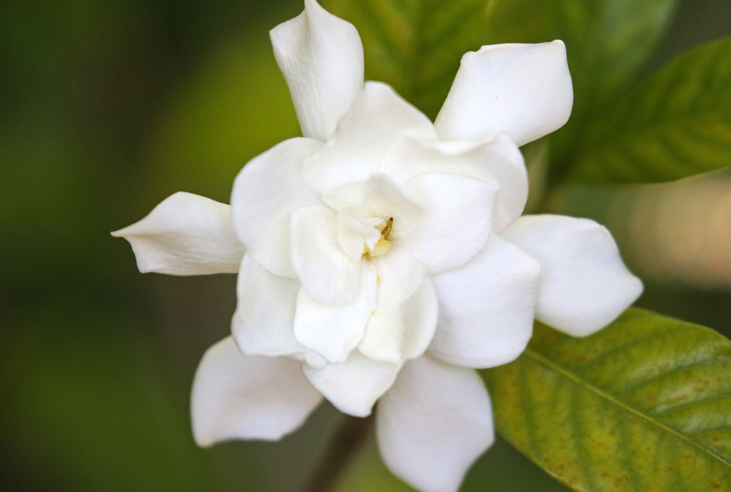 Gardenia bloom