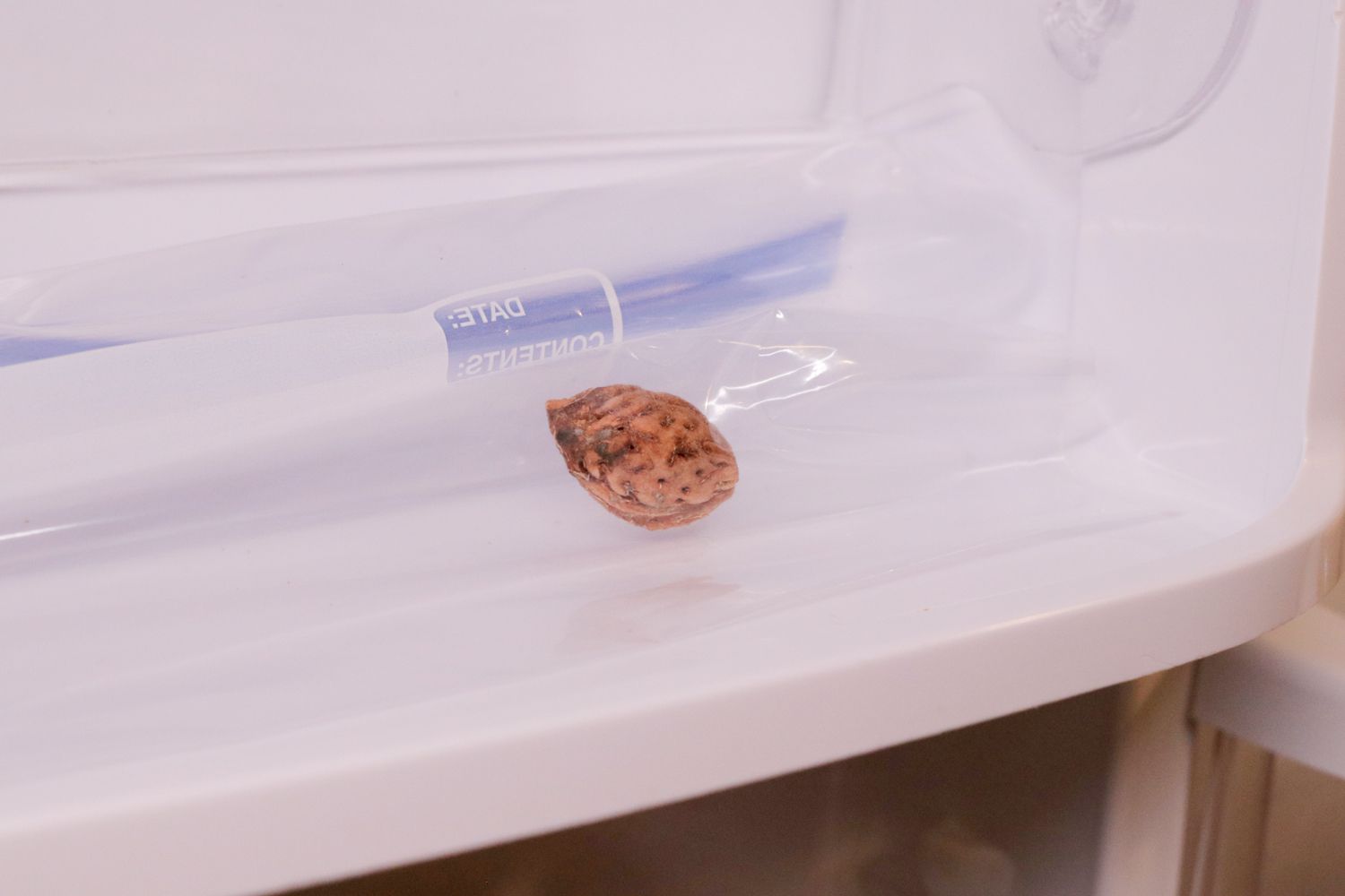 Pfirsichsamen in einer Plastiktüte im Kühlschrank zur Kältebehandlung