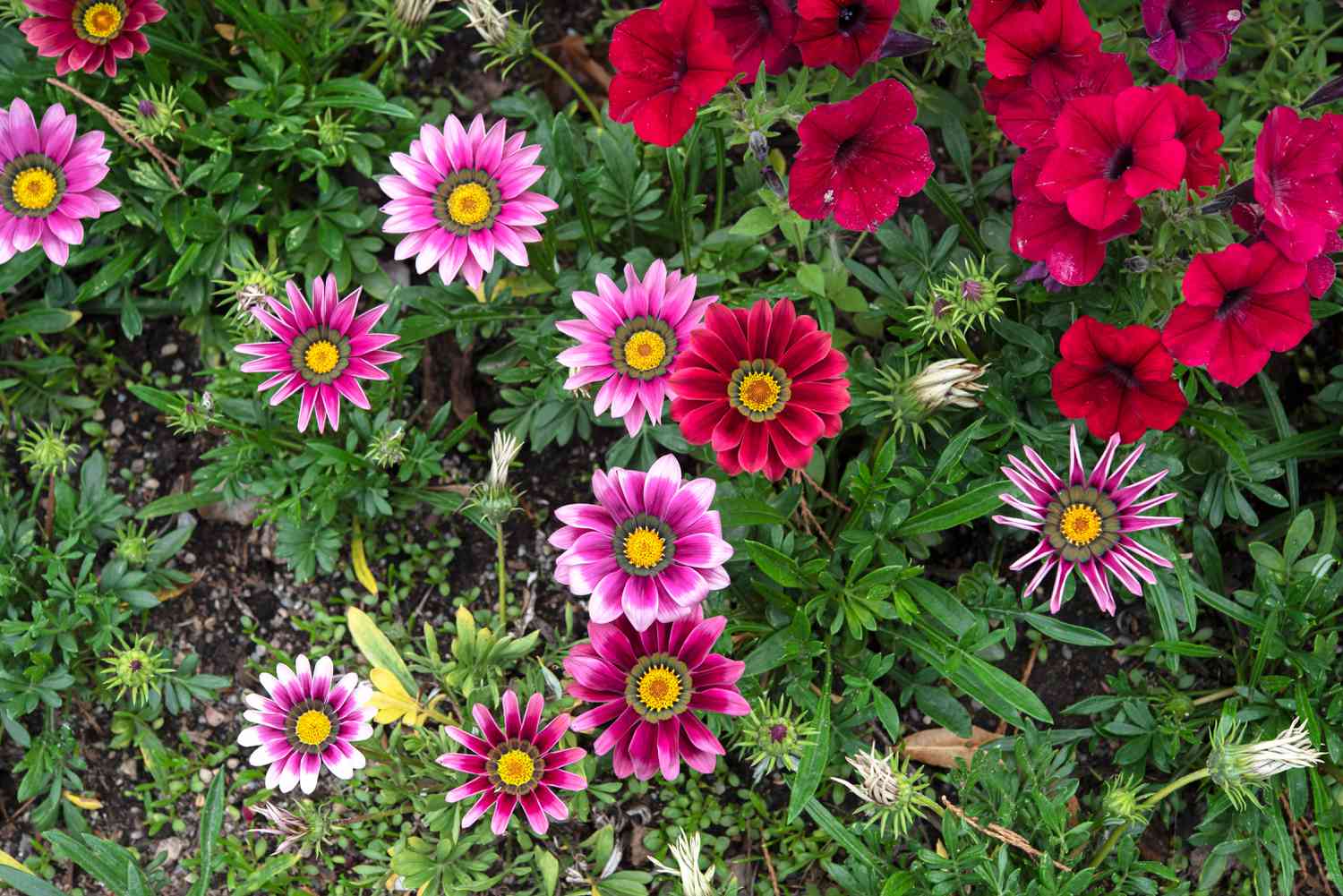 gazanias rosas