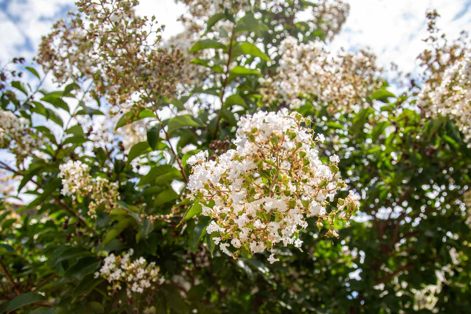 Tee-Olivenstrauch mit winzigen weißen Blütenbüscheln und Knospen an langen Zweigen im Sonnenlicht