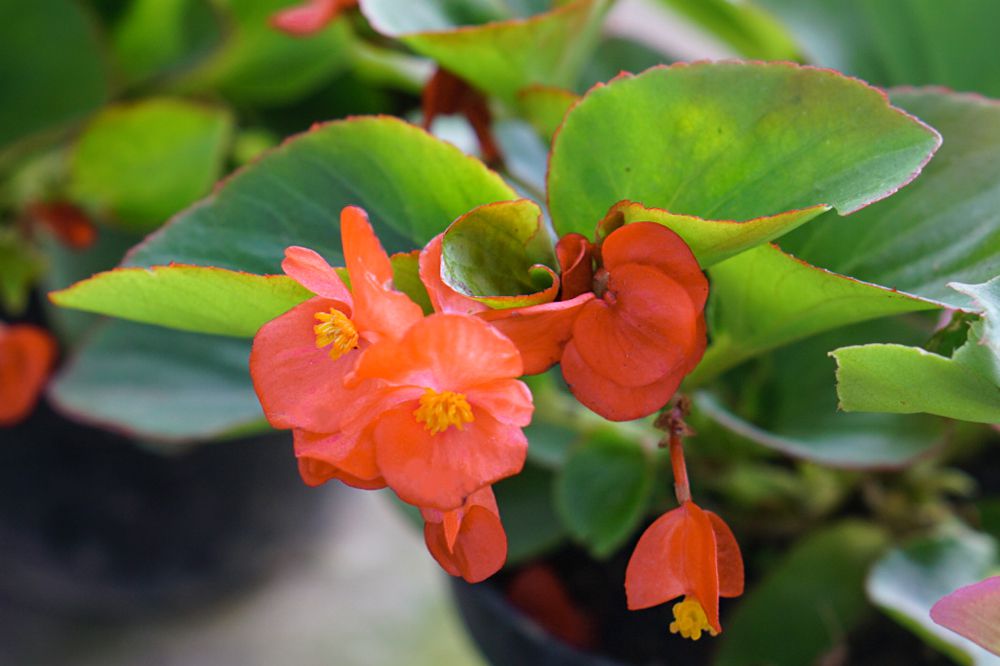 Begonienblüten mit kleinen, kräuselnden orangefarbenen Blüten am Ende eines Zweiges mit großen Blättern in Nahaufnahme