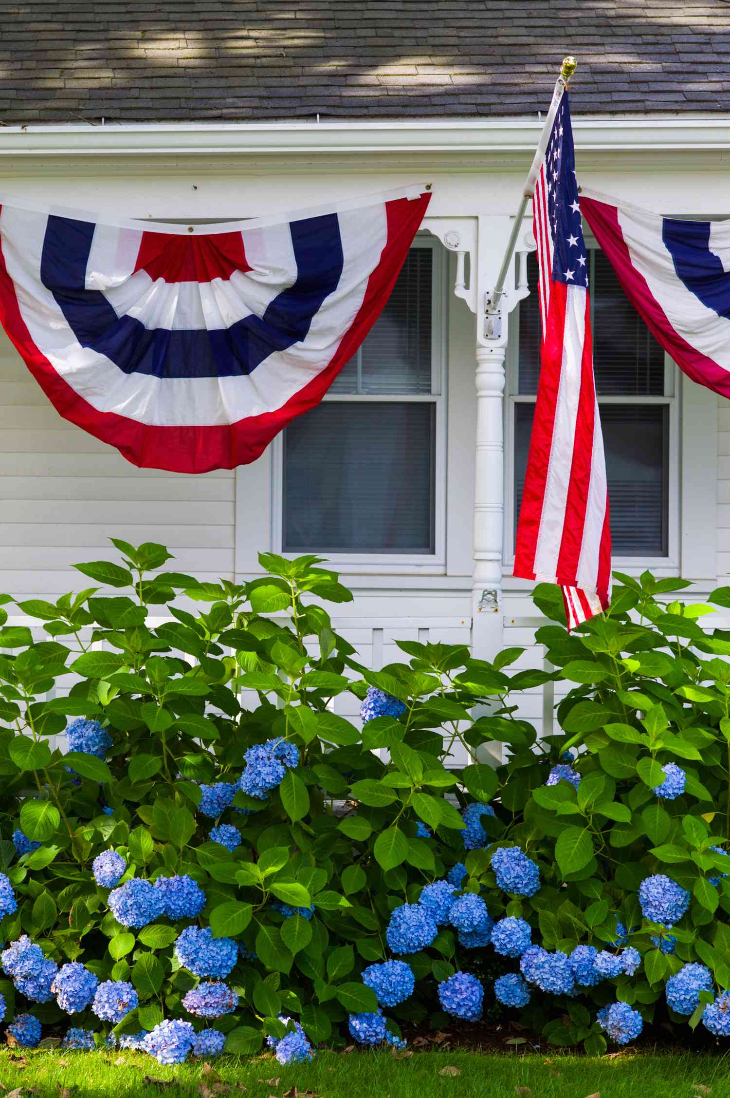 Hortênsias azuis sob a bandeira americana