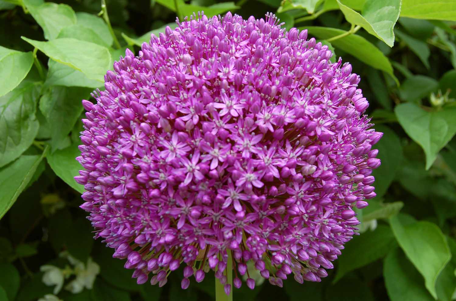 Ambassador Allium Zwiebelpflanze mit einer großen Blüte.