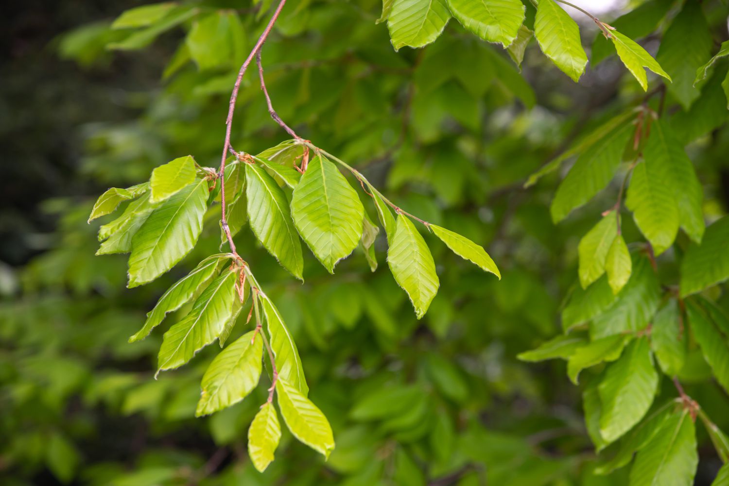 Galho de faia americana com folhas verdes claras em um jardim sombreado