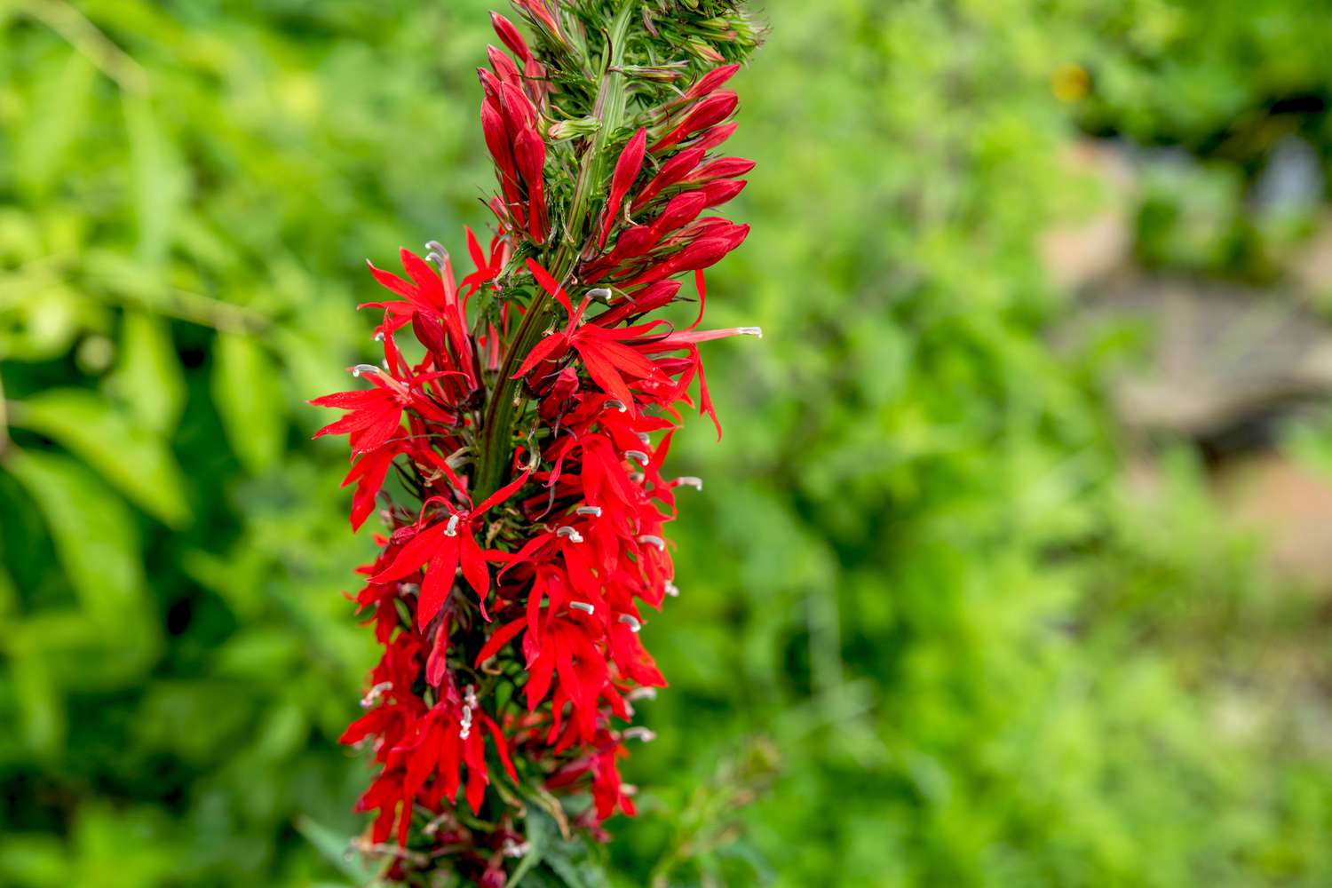 Kardinalblumen-Rispe mit gezähnten, lanzettlichen Blättern und leuchtend roten Blüten