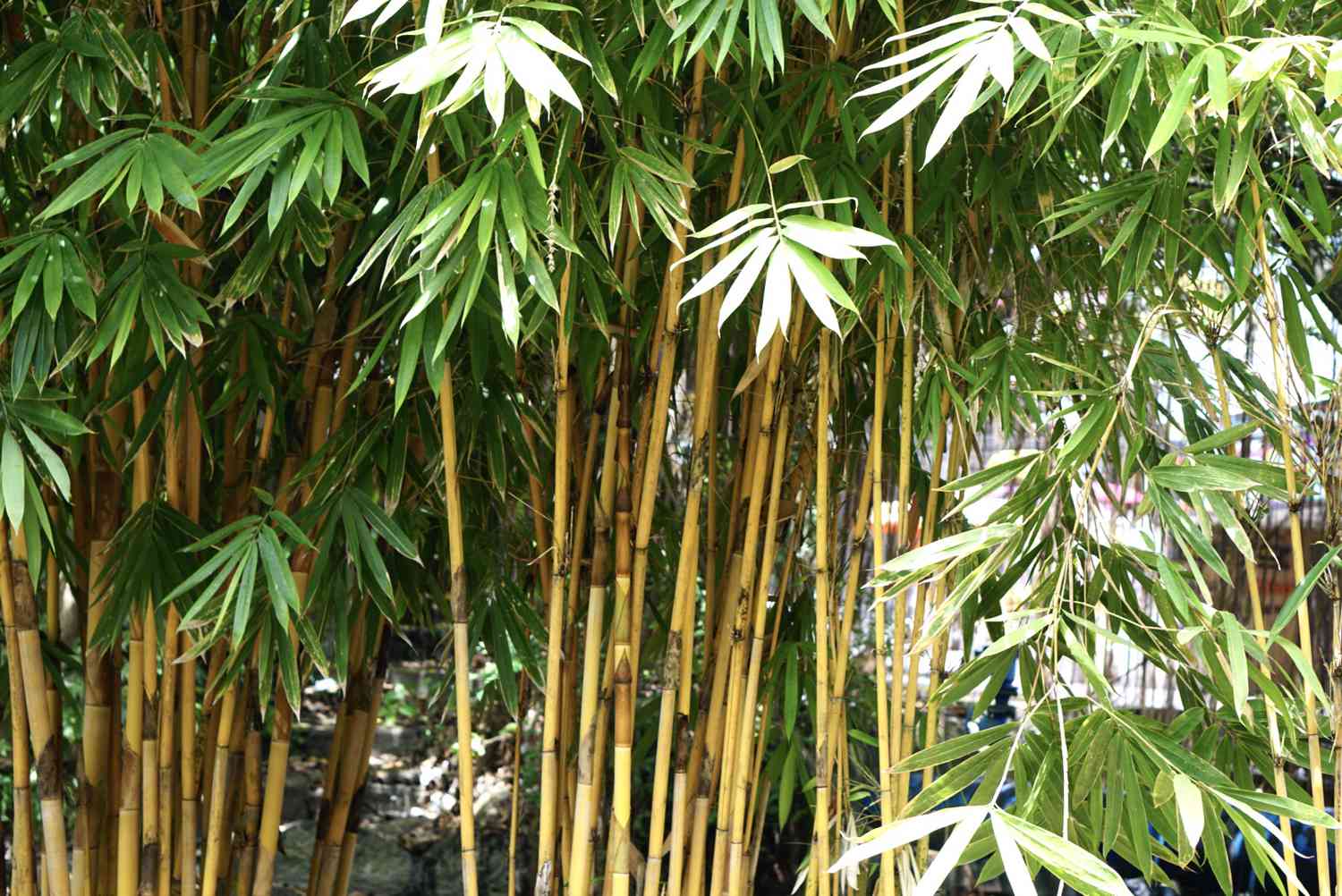 Como cultivar e cuidar do bambu dourado