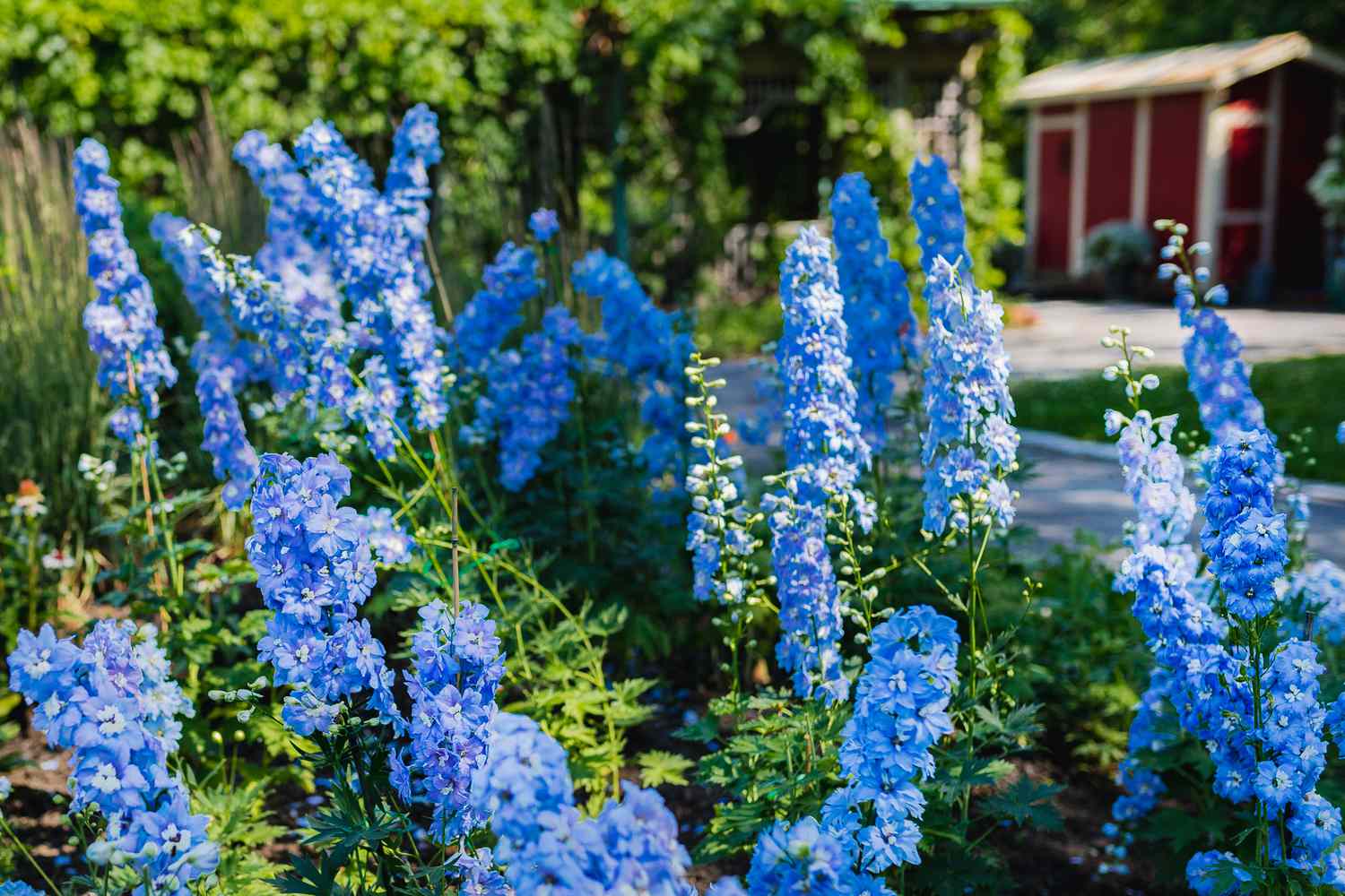 Die 30 hübschesten Blumen der Welt