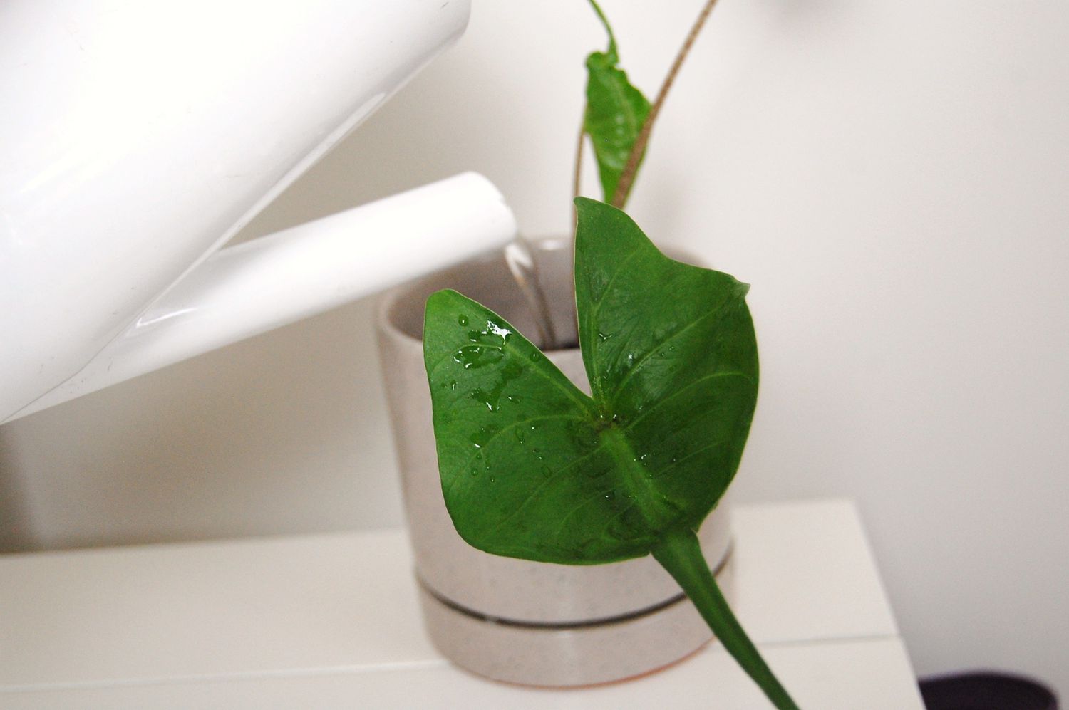 Eine weiße Gießkanne bewässert eine kleine Alocasia-Stachelrochenpflanze in einem taupefarbenen Topf auf einem weißen Schreibtisch.