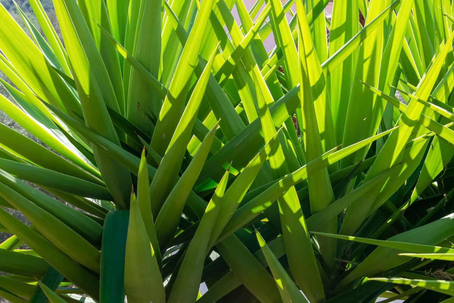 Cordyline indivisa Baum mit glänzenden lanzettförmigen Blättern in Nahaufnahme