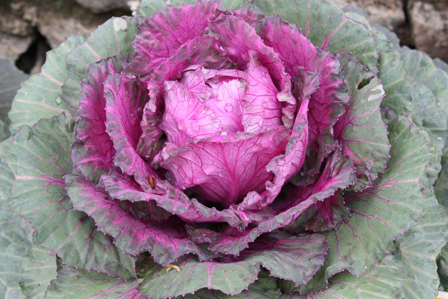 'Tokyo Red' ornamental cabbage with pink center