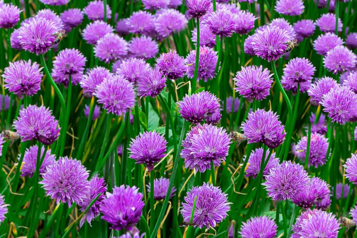 allium