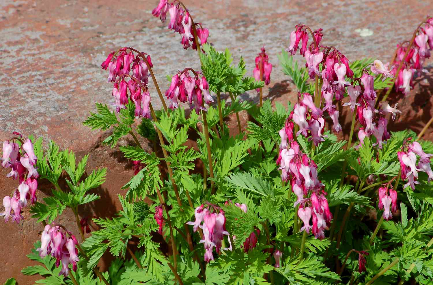 Gefranste blutende Herzen in Blüte.