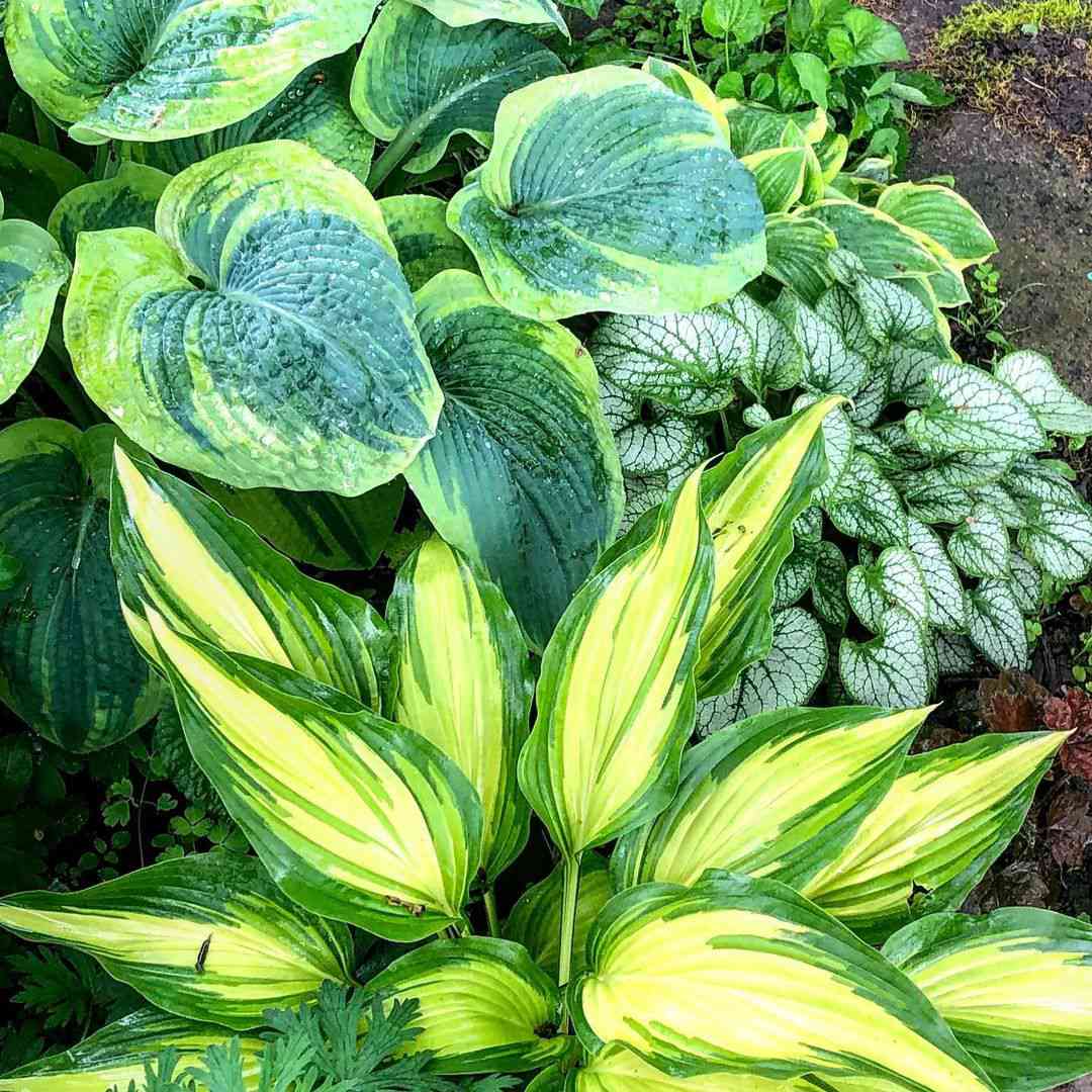 Verschiedene bunte Hostas und Brunnera-Pflanzen im Garten