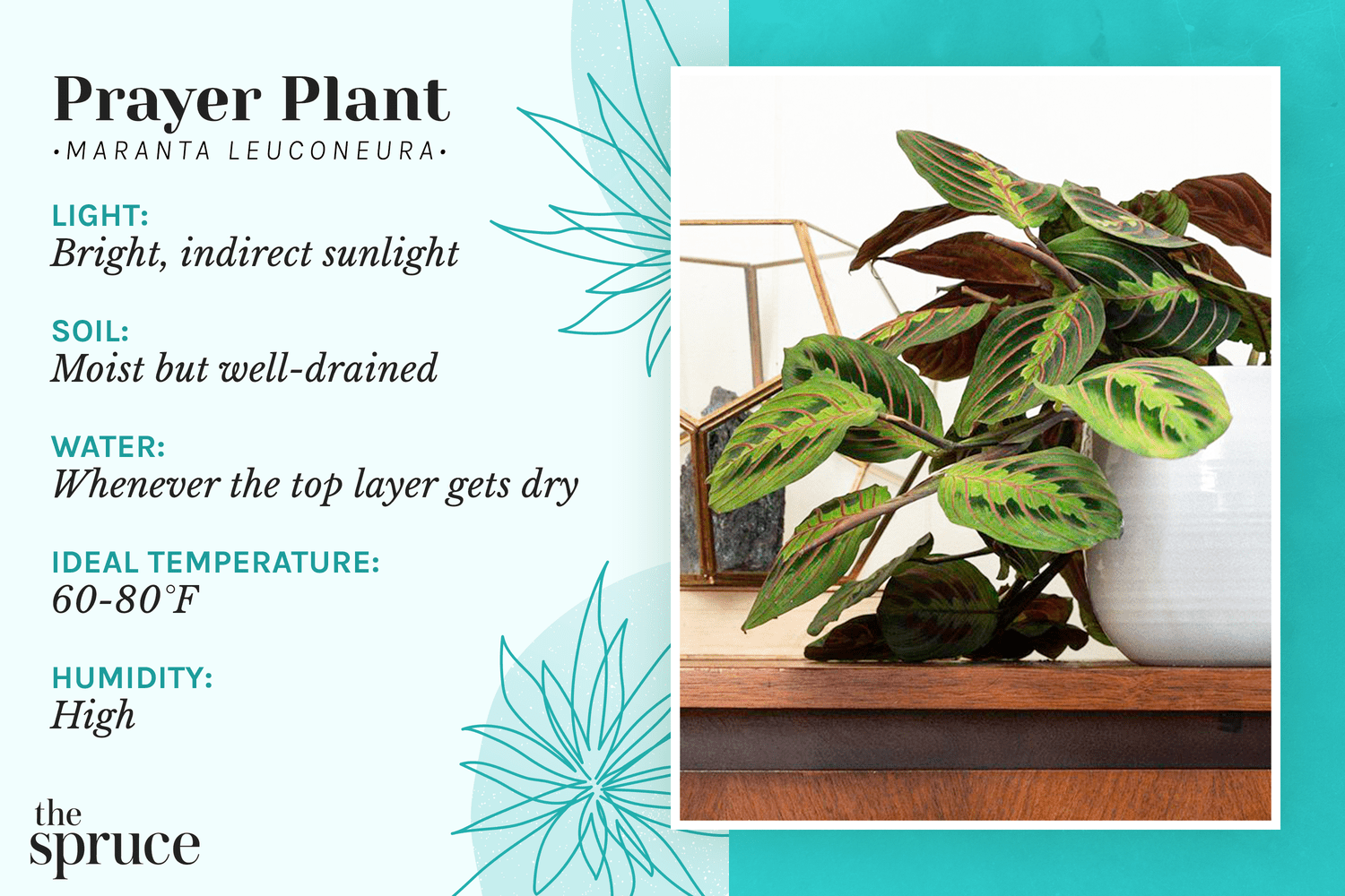 Prayer Plant (Maranta leuconeura) Care Guide