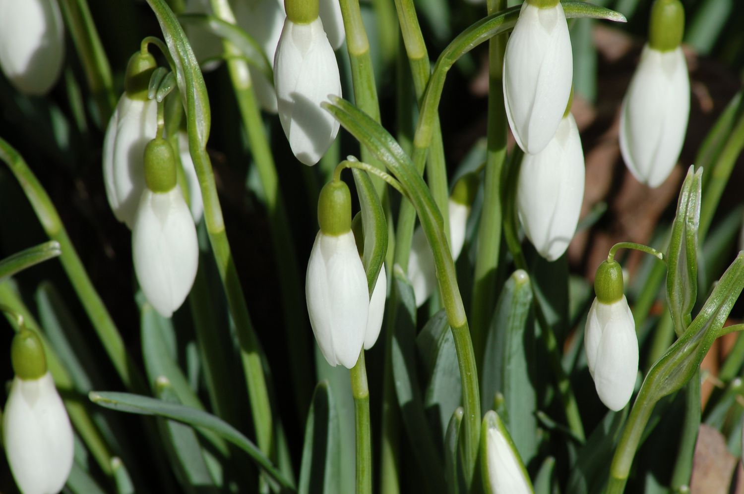 Schneeglöckchen mit geschlossenen Blüten.