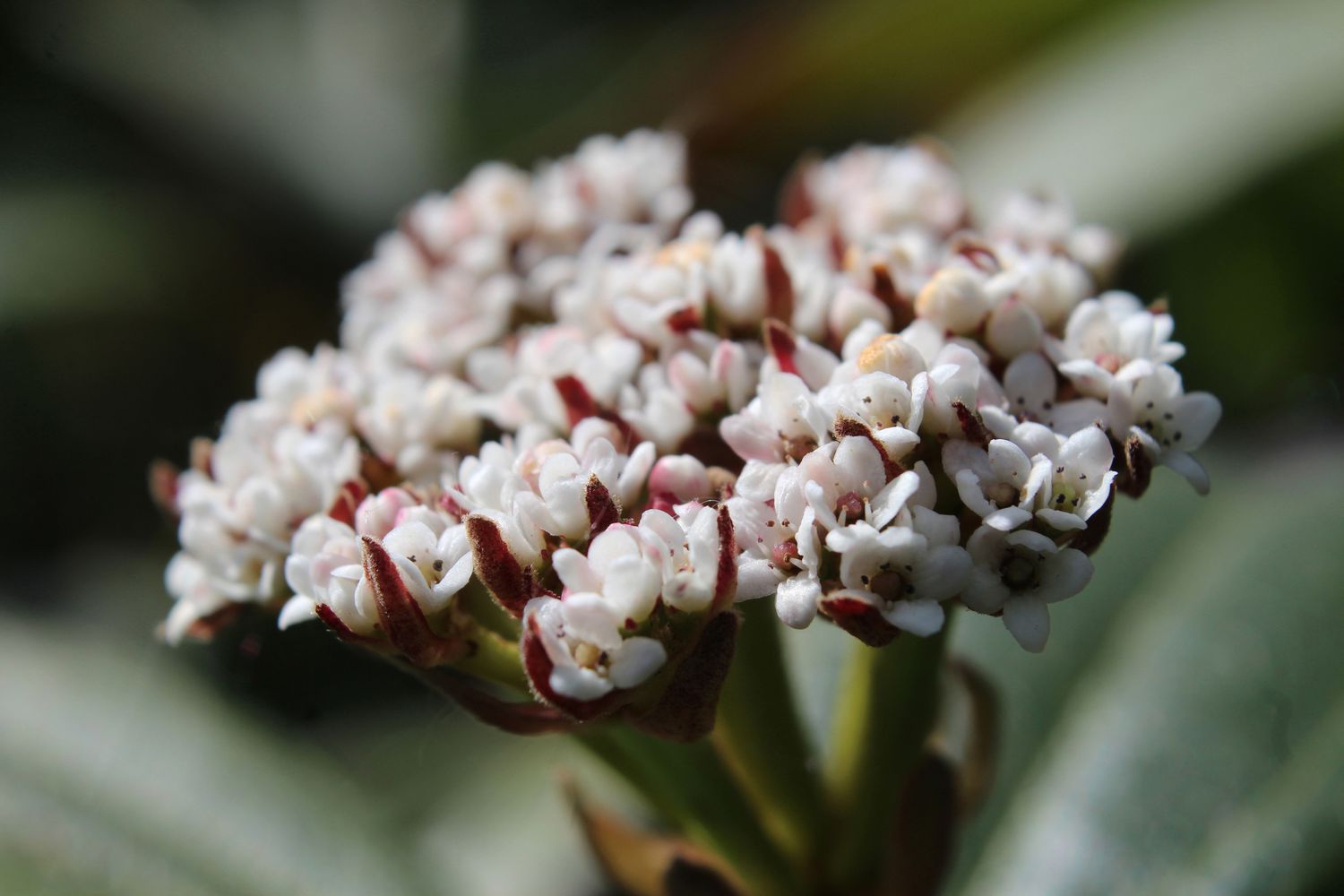 David viburnum