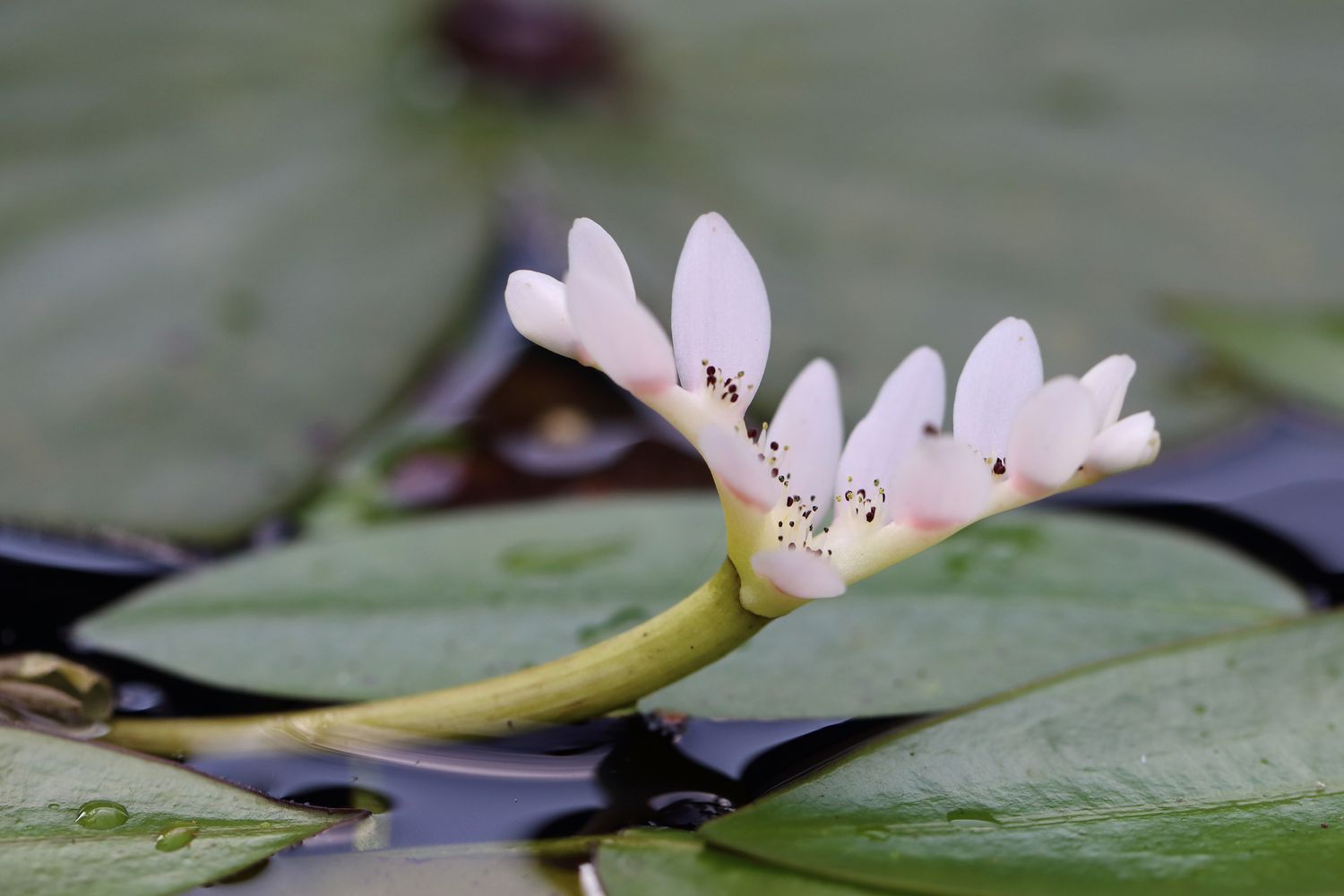 Aponogeton distachyos