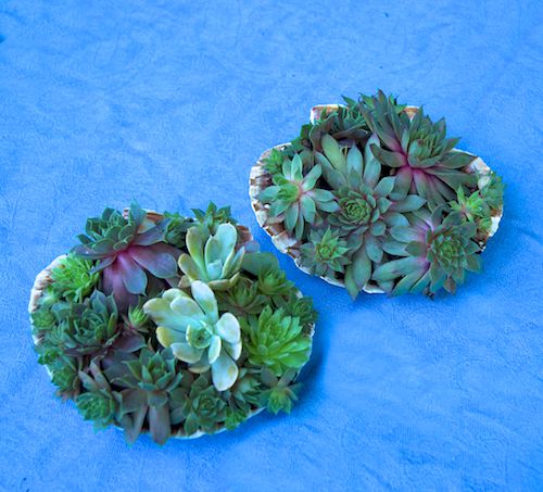 picture of succulent plants in two clam shells