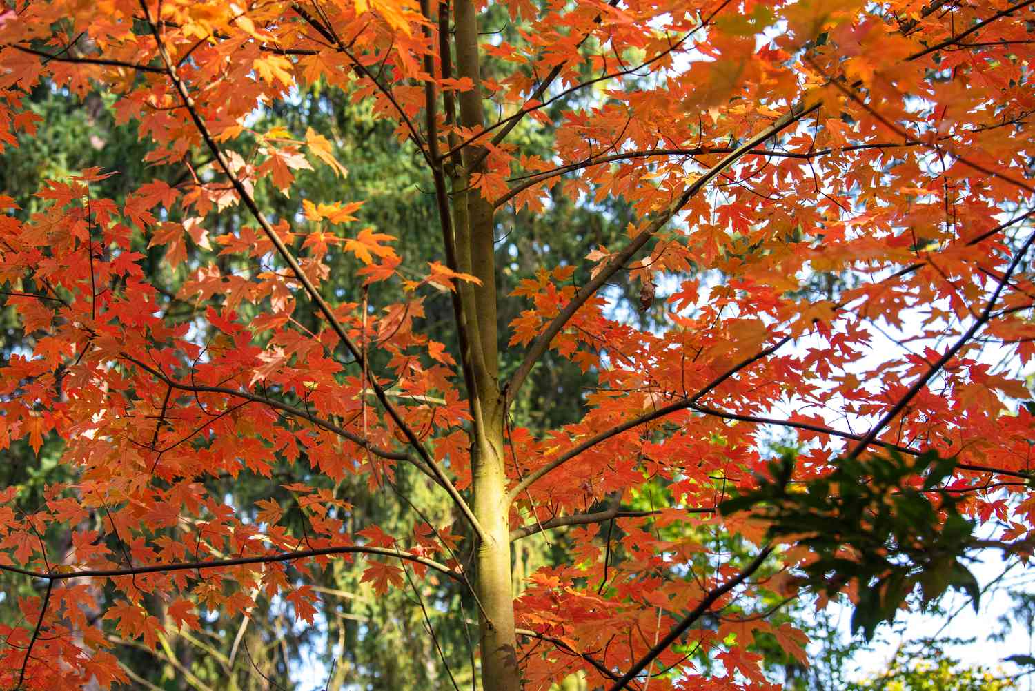 Herbstblüten-Ahornbaum mit dünnem Stamm und leuchtend orangefarbenen Blättern an den Ästen