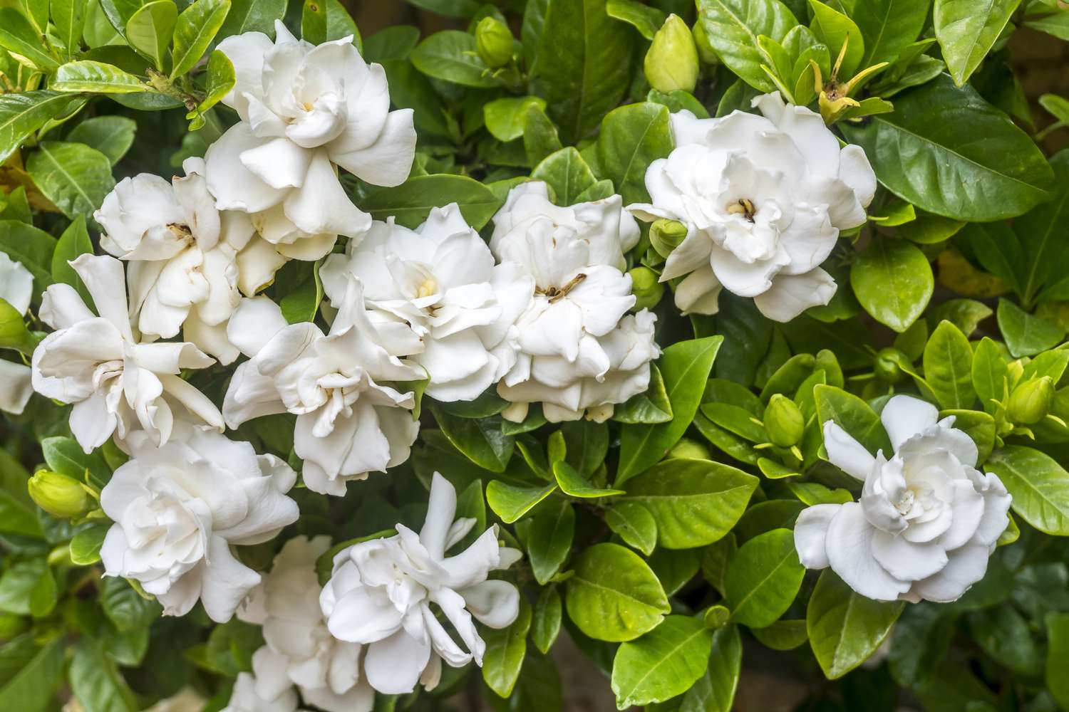 Gardenia Bush