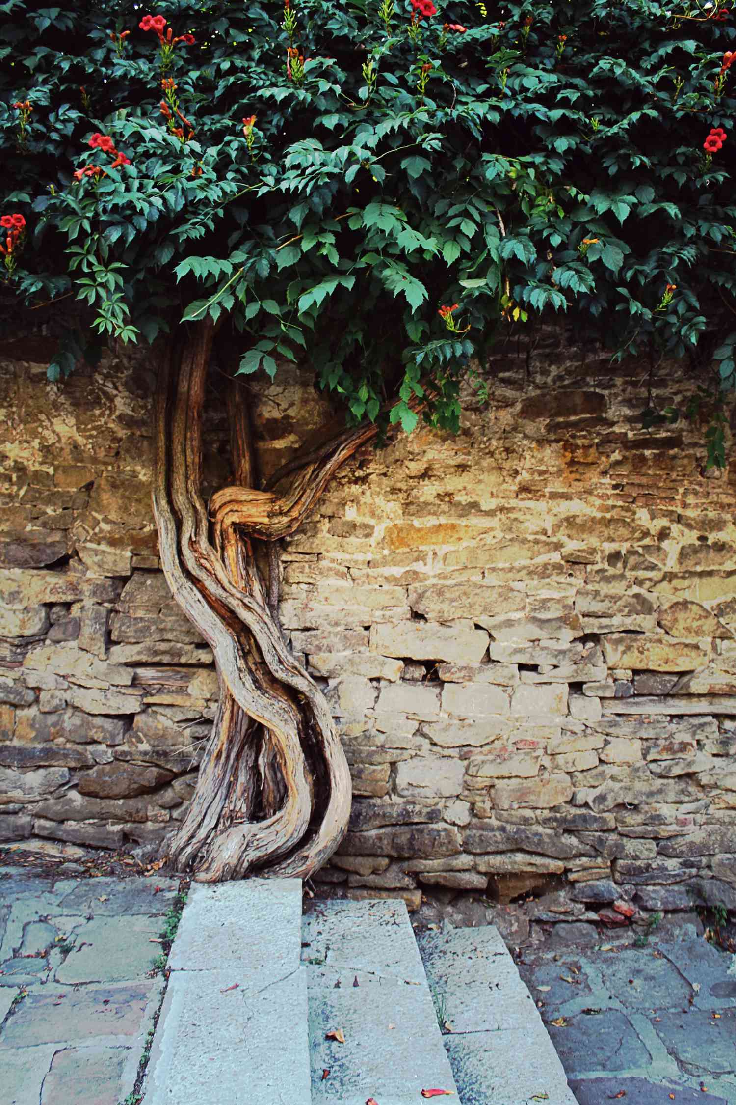 Trumpet Vine