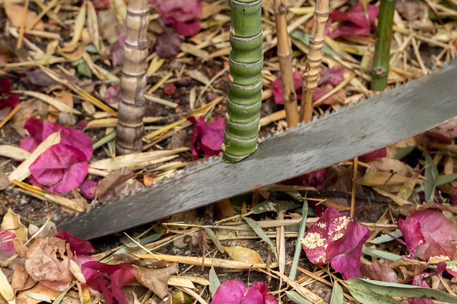 Handsaw cutting base of bamboo