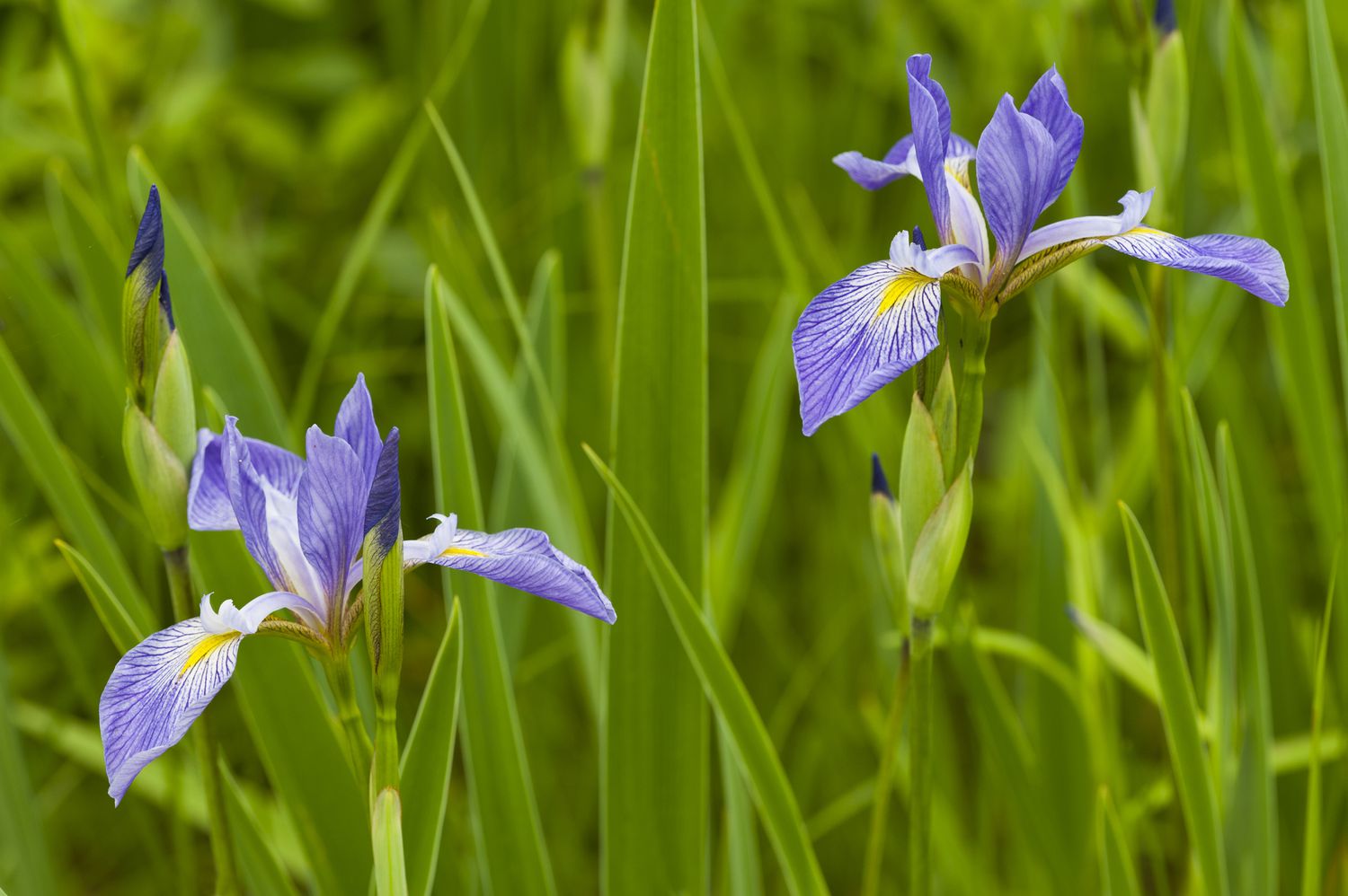 Blaue Fahneniris 