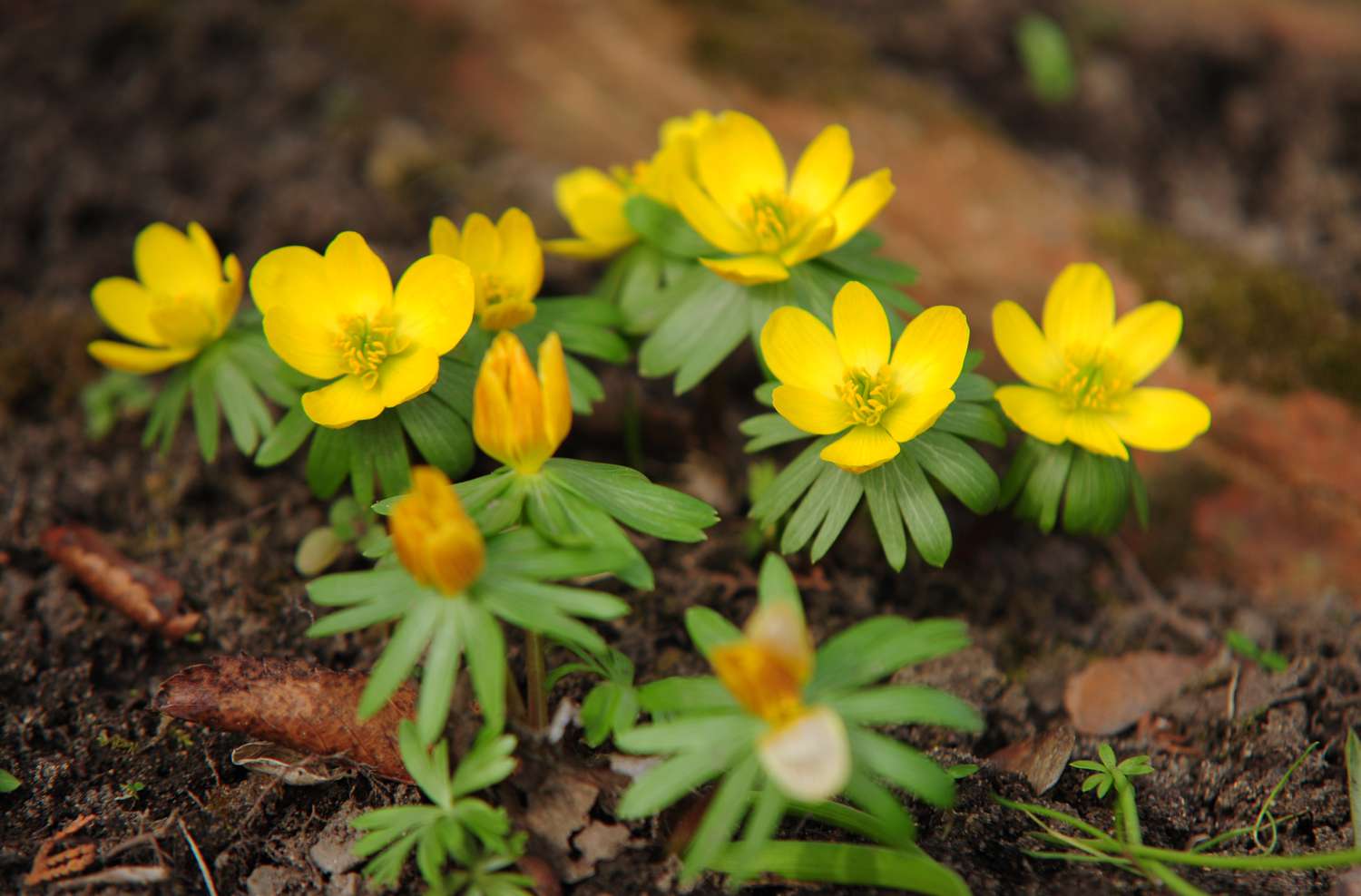 Grupo de flores de acónito de invierno