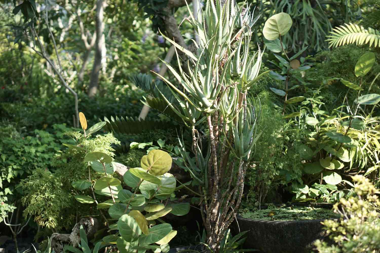 Aloe-Kletterpflanze auf hohen, dünnen Stängeln, die mit stacheligen Blättern zusammengewachsen sind