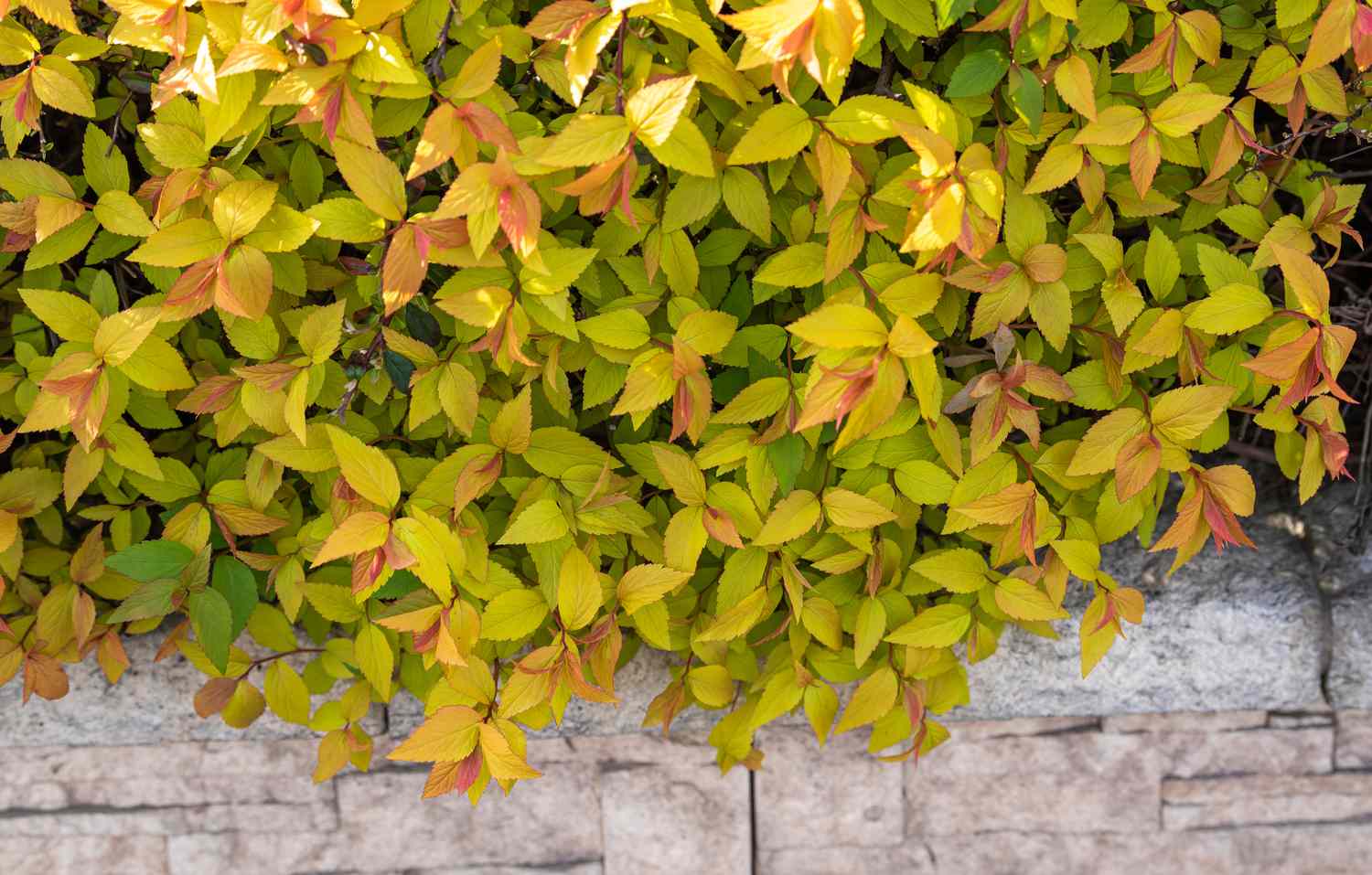 Goldflame spirea plant with yellow-green leaves on edge of tiled floor