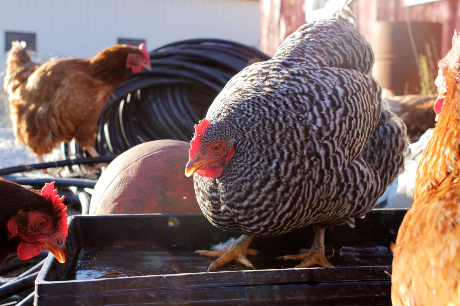 Wie man sich um seine Hühner kümmert: Eine tägliche Checkliste