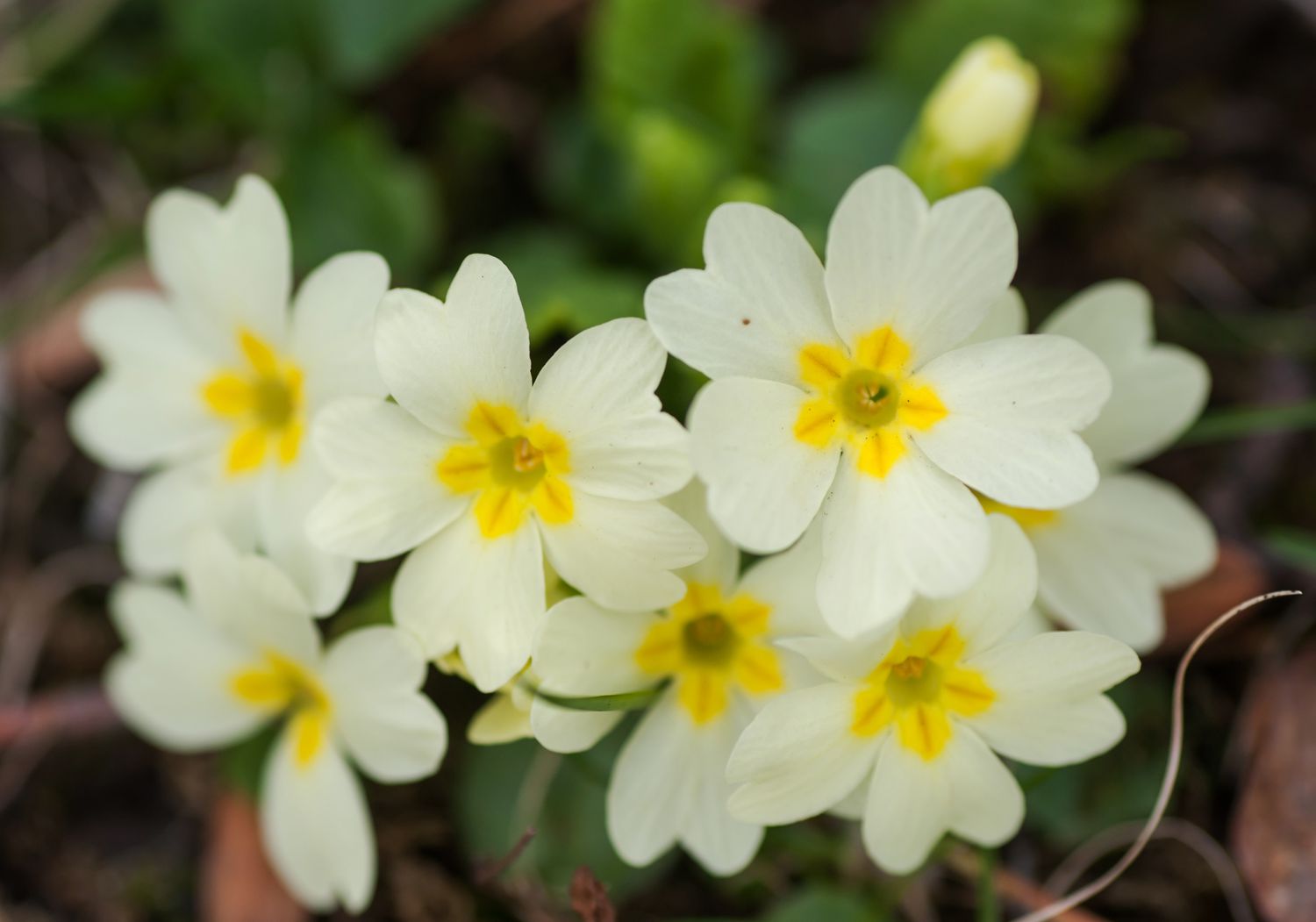 Primrose perennial flowers with white petals and yellow star-like centers closeup