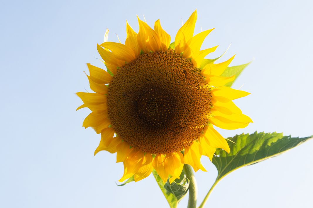 Anbau und Pflege von Sonnenblumen