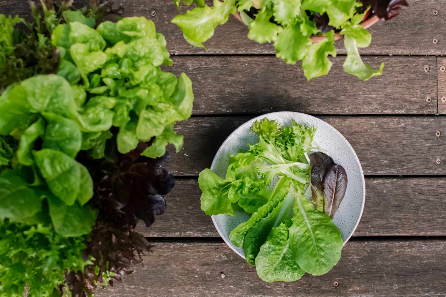 Salatpflanzen und Ernte