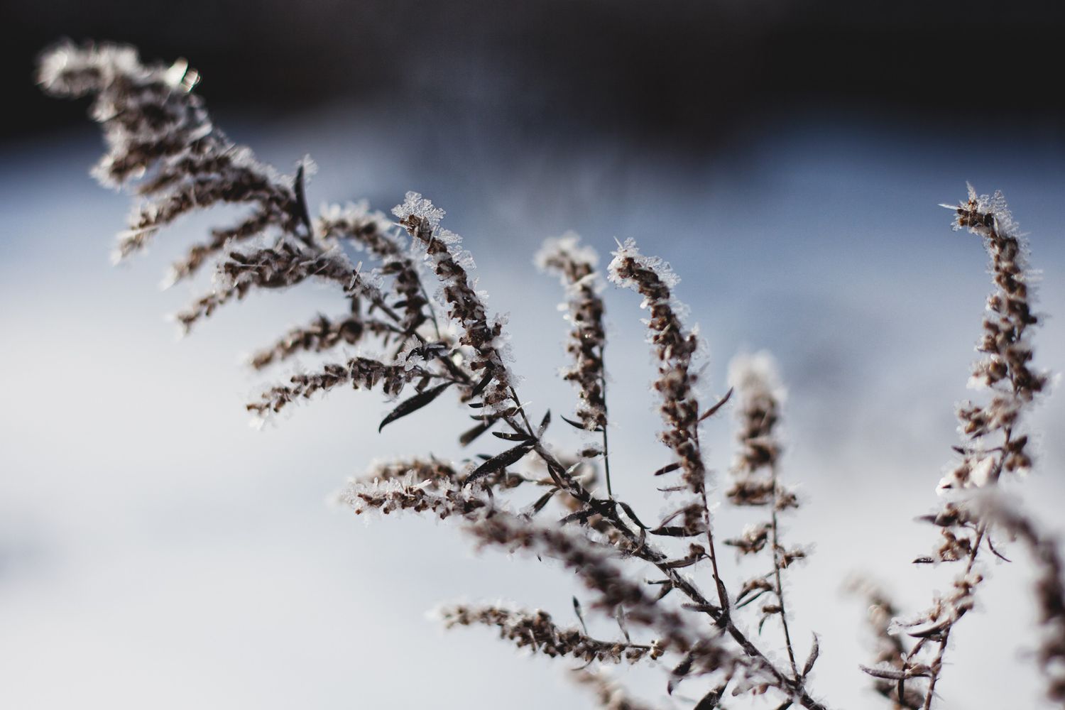 Frost und Schnee auf schlafendem Unkraut