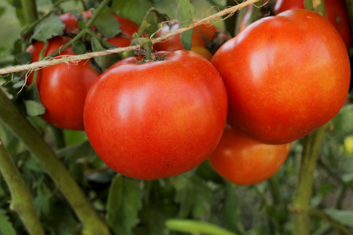 Closeup of early girl tomatoes