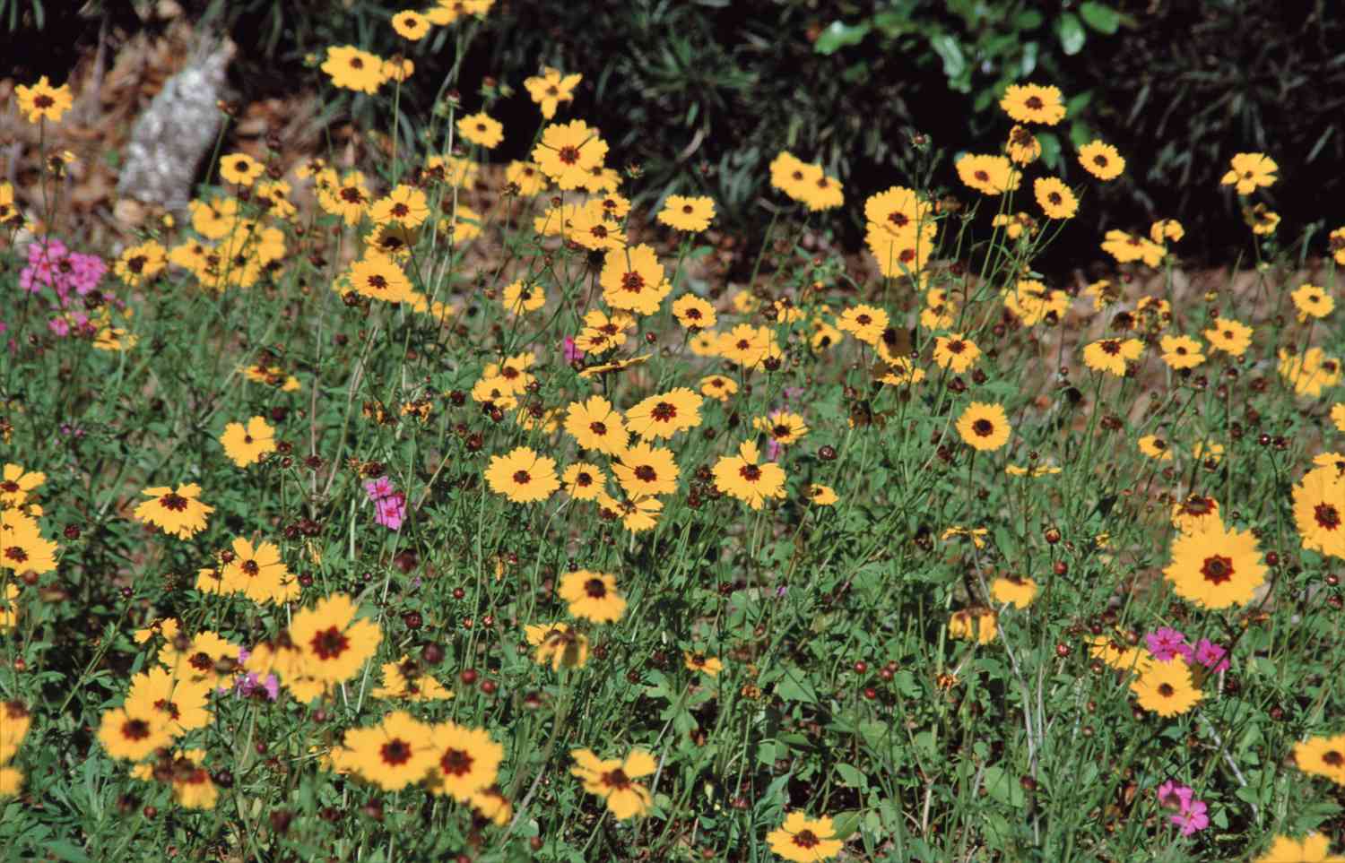 Leavenworths Zeckenblumen