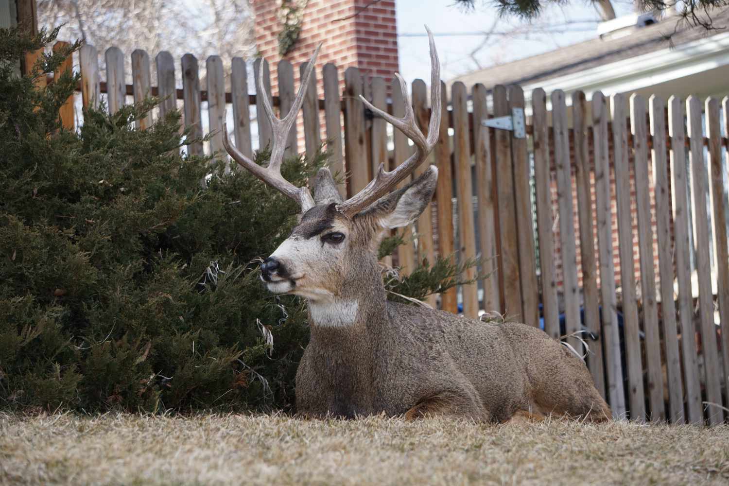 Deer laying down by a wooden privacy fence