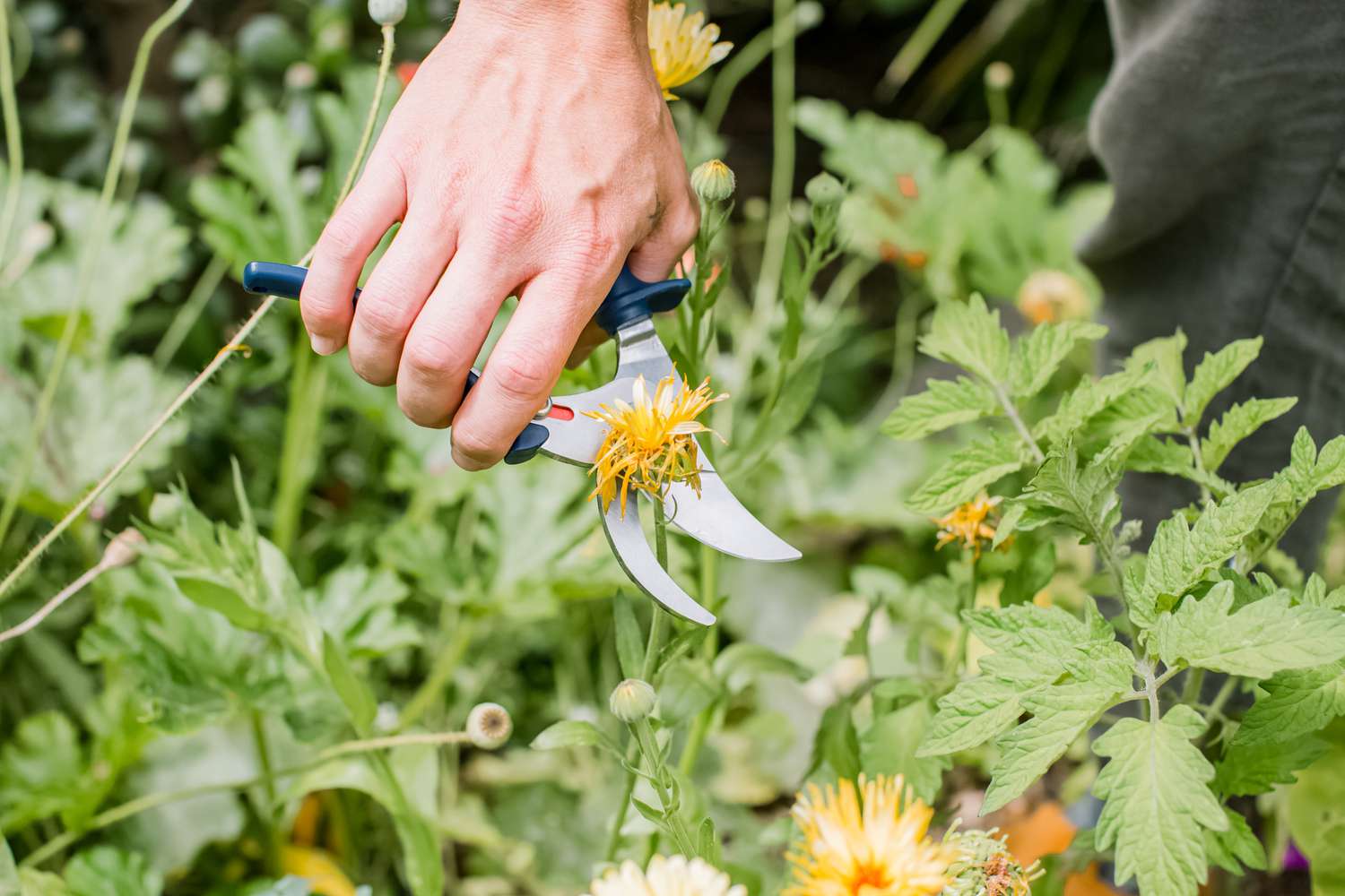 Gärtner, der eine Blume entblättert