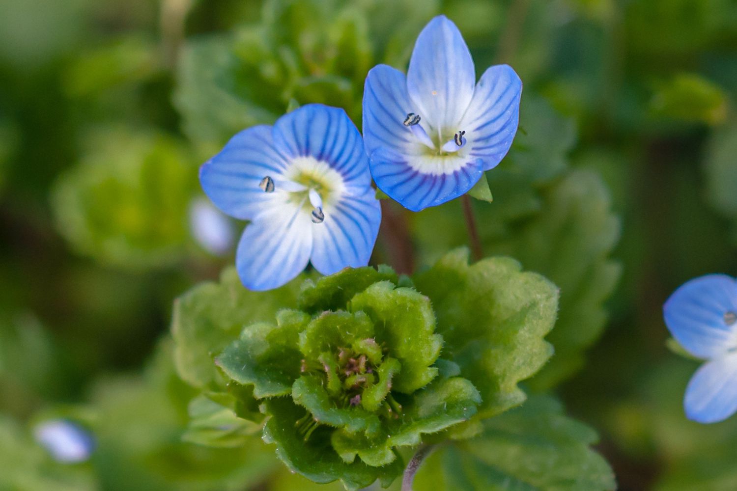 Kriechender Ehrenpreis mit kleinen blau gestreiften Blüten neben Blättern in Nahaufnahme