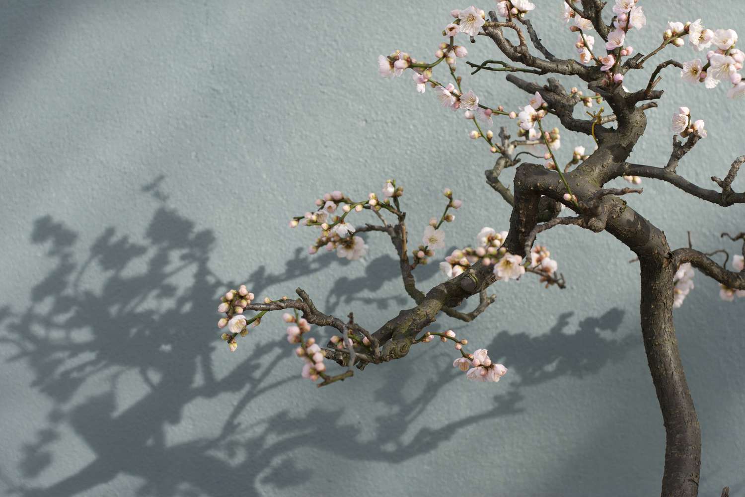 Cómo cultivar y cuidar un bonsái de cerezo